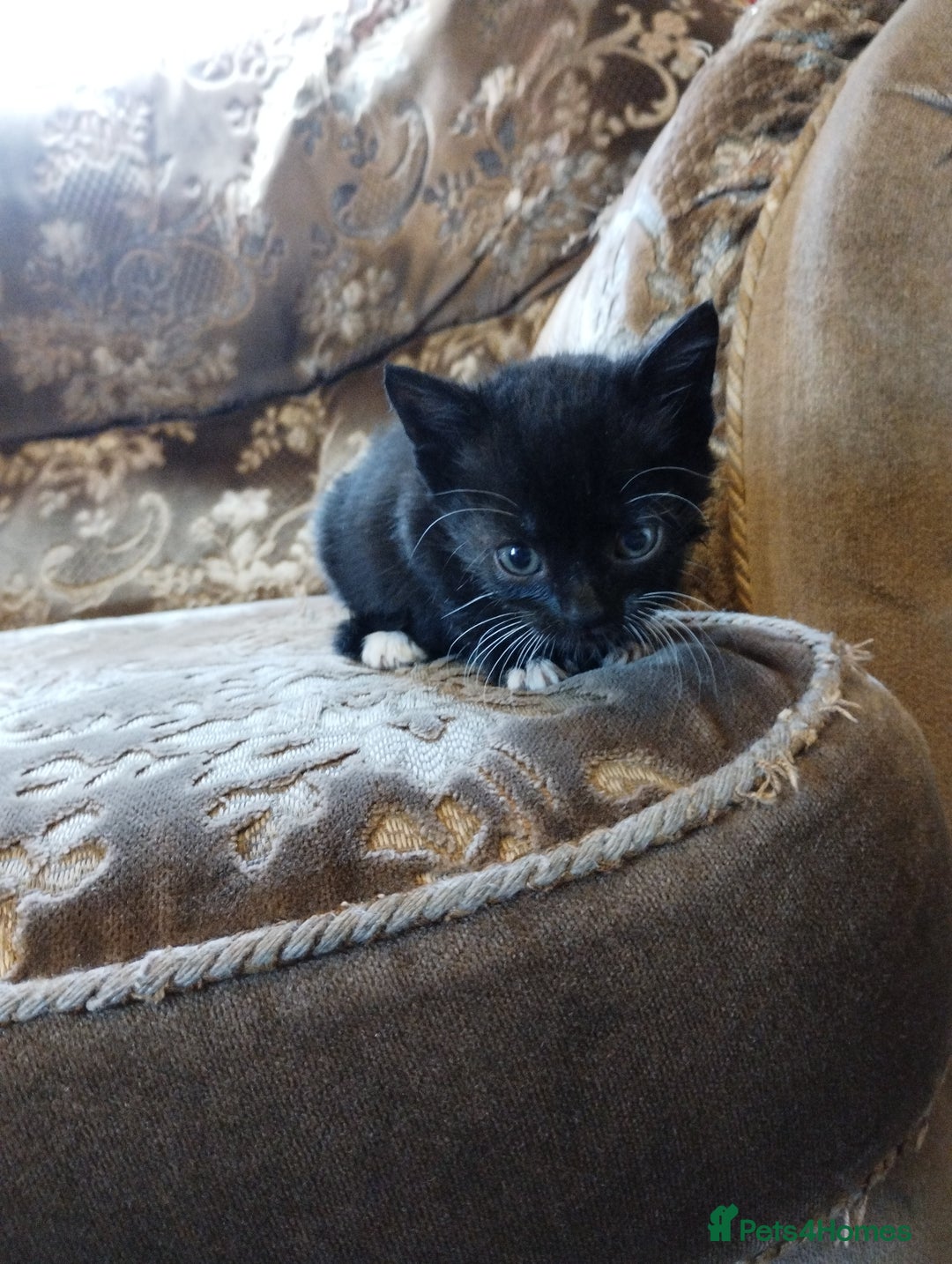Mixed Breed cats for sale: Beautiful kitten's  - Image 6