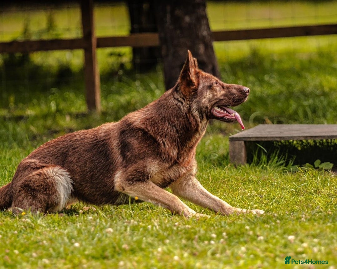 German Shepherd dogs for sale: 1 Boy Left! GSD Puppy - Advert 4
