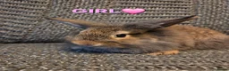 Lionhead rabbits for sale: Very tame Lion head bunnies 9 wk 1🩷1🩵 - Advert 11