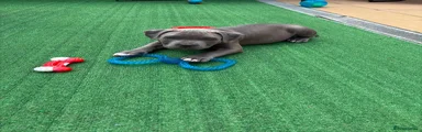 American Bully 2