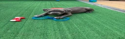 American Bully dogs for sale: American bully puppies  - Advert 7