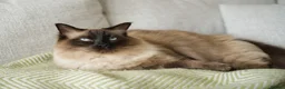 Ragdoll cats for sale: Bonded Ragdoll Pair Looking for Exceptional Home in Brighton - Advert 9
