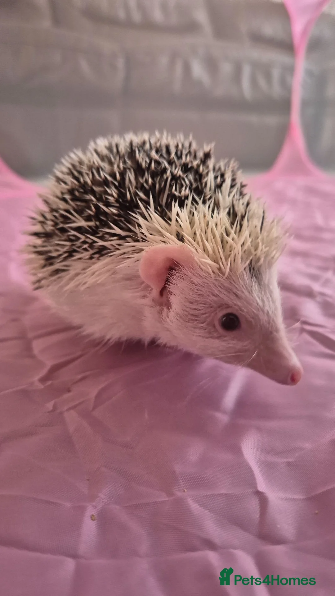 Pygmy Hedgehog rodents for sale: Gorgeous girl for sale  - Advert 2