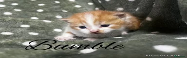 Bumble 