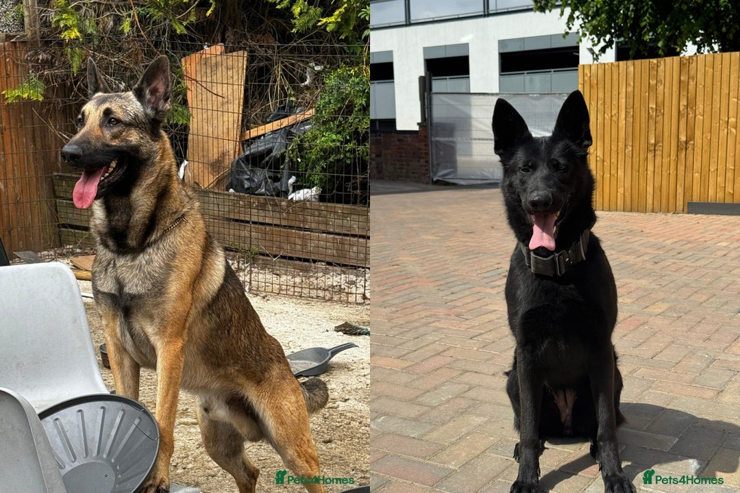 German Shepherd dogs for sale: Black Working Line German Shepherd Puppies - Image 1