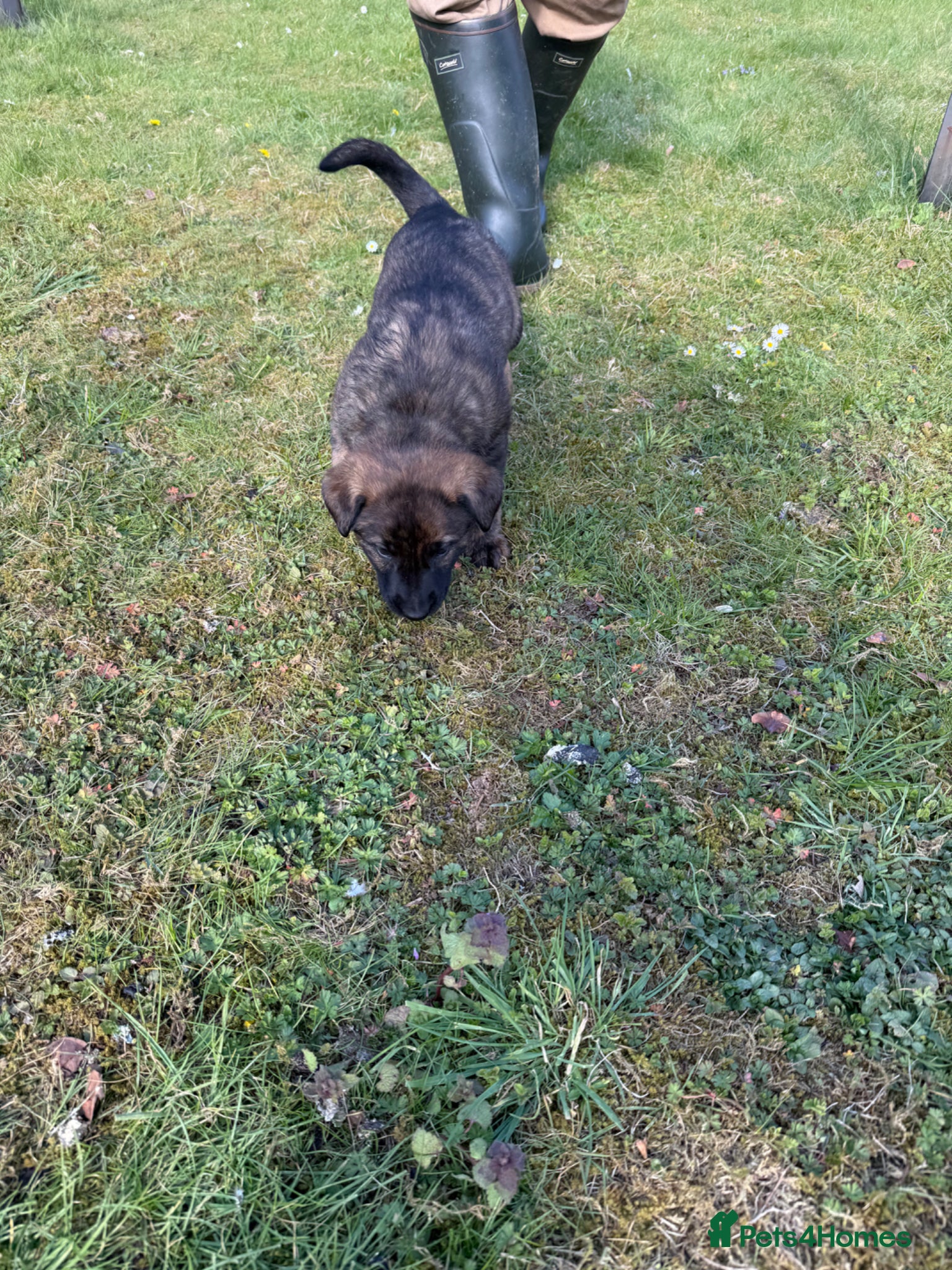 German Shepherd dogs STUNNING, Chunky Dutch Shepherd x GSD Puppies - Advert 2