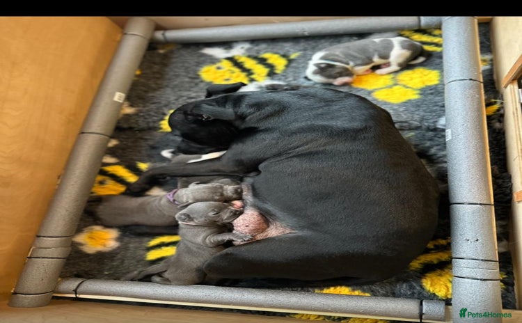 Staffordshire Bull Terrier dogs Staffordshire bull terrier pups - Advert 1