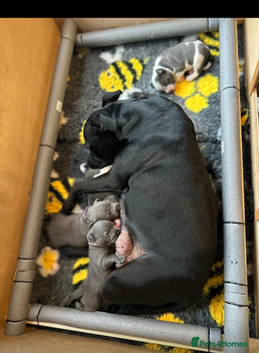 Staffordshire Bull Terrier dogs for sale: Staffordshire bull terrier pups - Advert 1