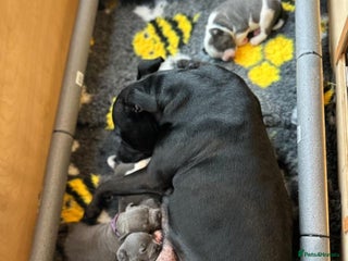 Staffordshire Bull Terrier dogs Staffordshire bull terrier pups - Advert 4