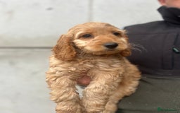 Cockapoo dogs for sale: Cockapoo Puppies - Image 4