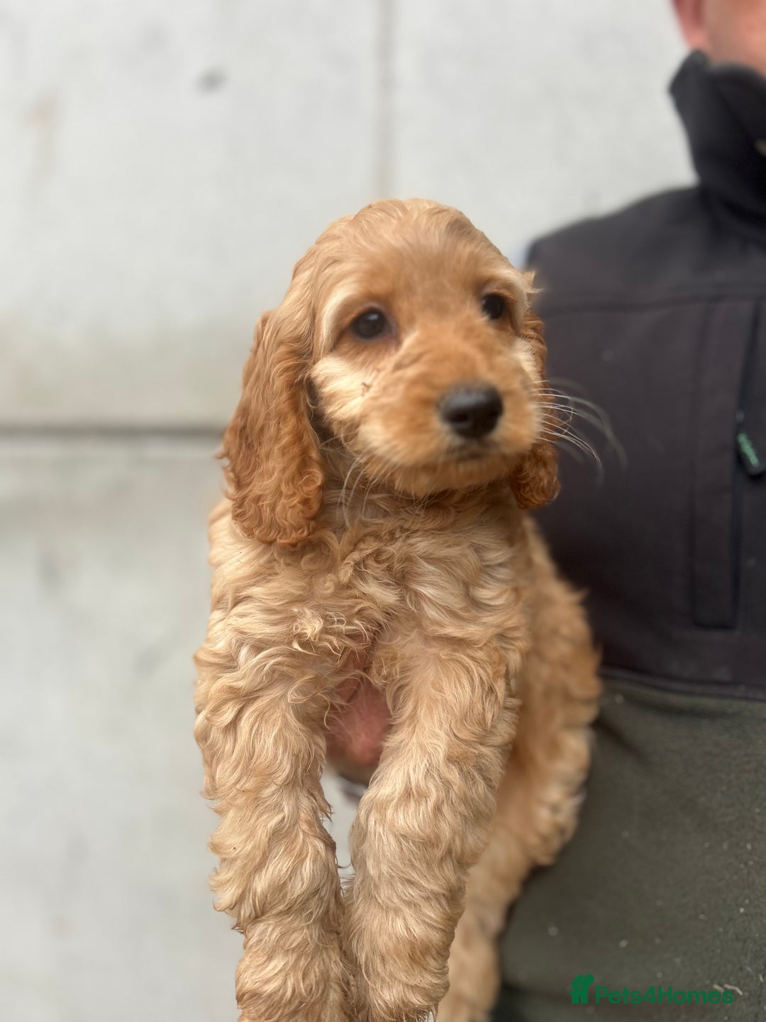 Cockapoo dogs for sale: Cockapoo Puppies - Image 4