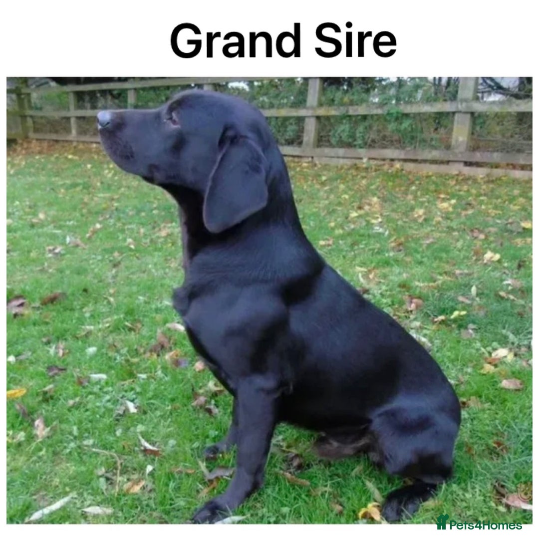 Labrador Retriever dogs for sale: Beautiful KC pups, health tested & superb lineage - Advert 18