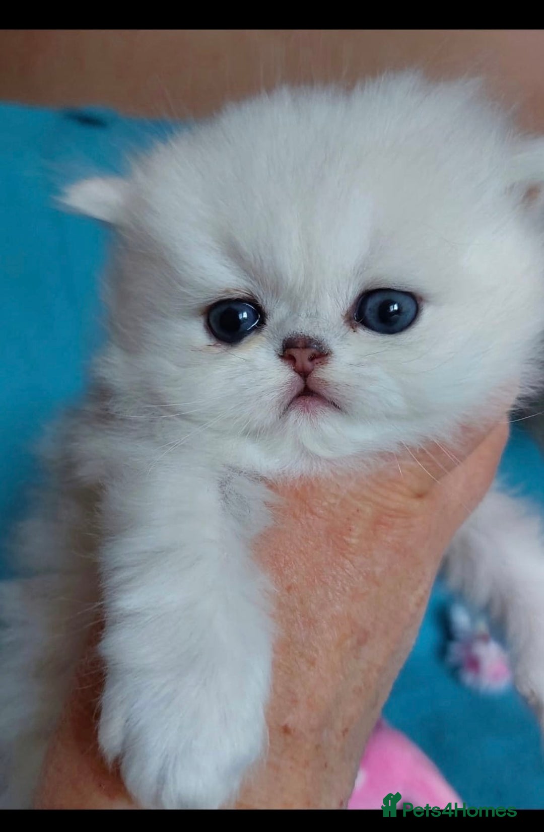 Persian cats for sale: Italian Persian chinchilla kittens♥️🐾 - Image 10