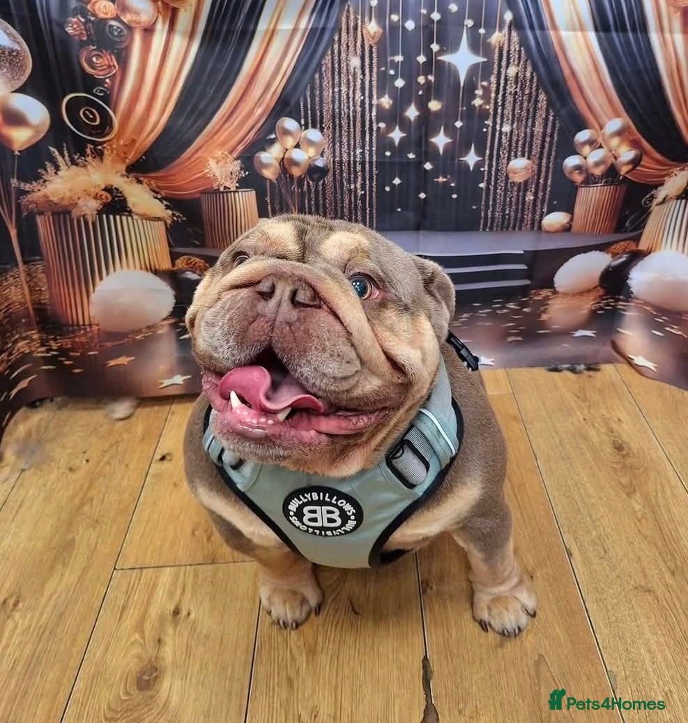 English Bulldog dogs English Bulldog for Stud - Advert 19