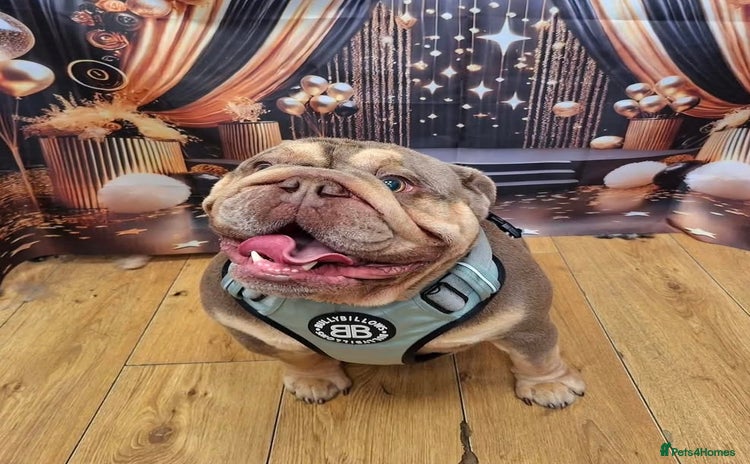 English Bulldog dogs - Advert 1