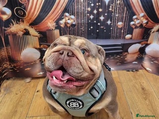 English Bulldog dogs English Bulldog for Stud - Advert 5