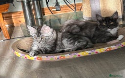 Maine Coon cats for sale: 2 LEFT! Tica registered non active mainecoons - Image 27