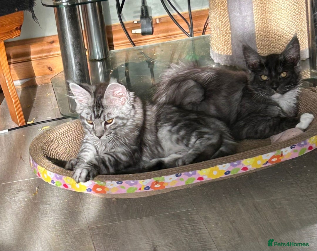 Maine Coon cats for sale: 2 LEFT! Tica registered non active mainecoons - Image 27