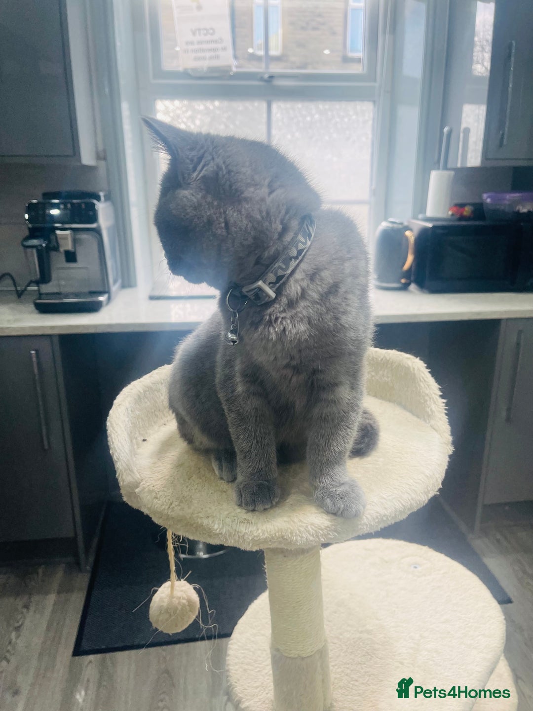 British Shorthair cats for sale: Beautiful Blue Chunky British Shorthair Girl! - Advert 4