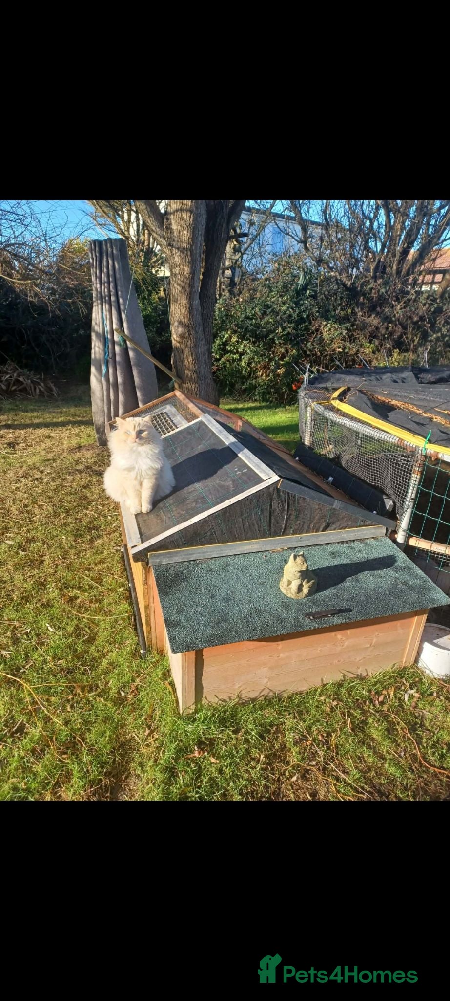 Ragdoll cats 🐱 Stud Available – Ragdoll (West Midlands) - Advert 14