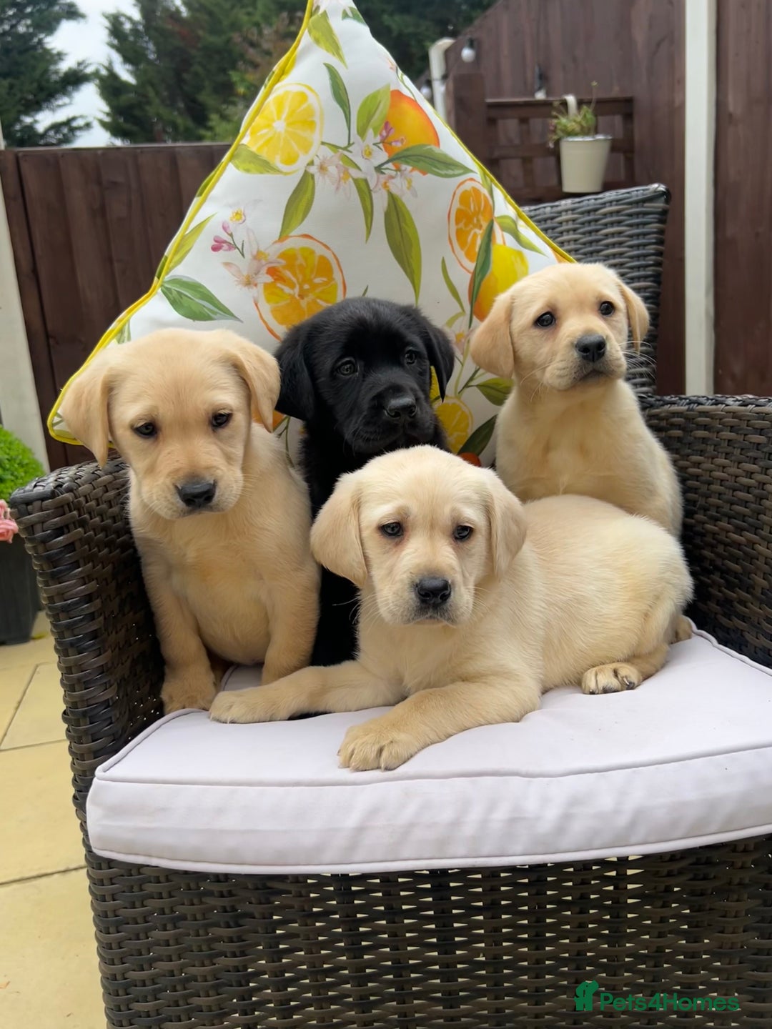 Labrador Retriever dogs for sale: 4 adorable KC reg puppy labradors ready to go  - Image 4