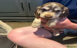 Cocker Spaniel dogs for sale: Wonderful show type cocker spaniels - Image 4