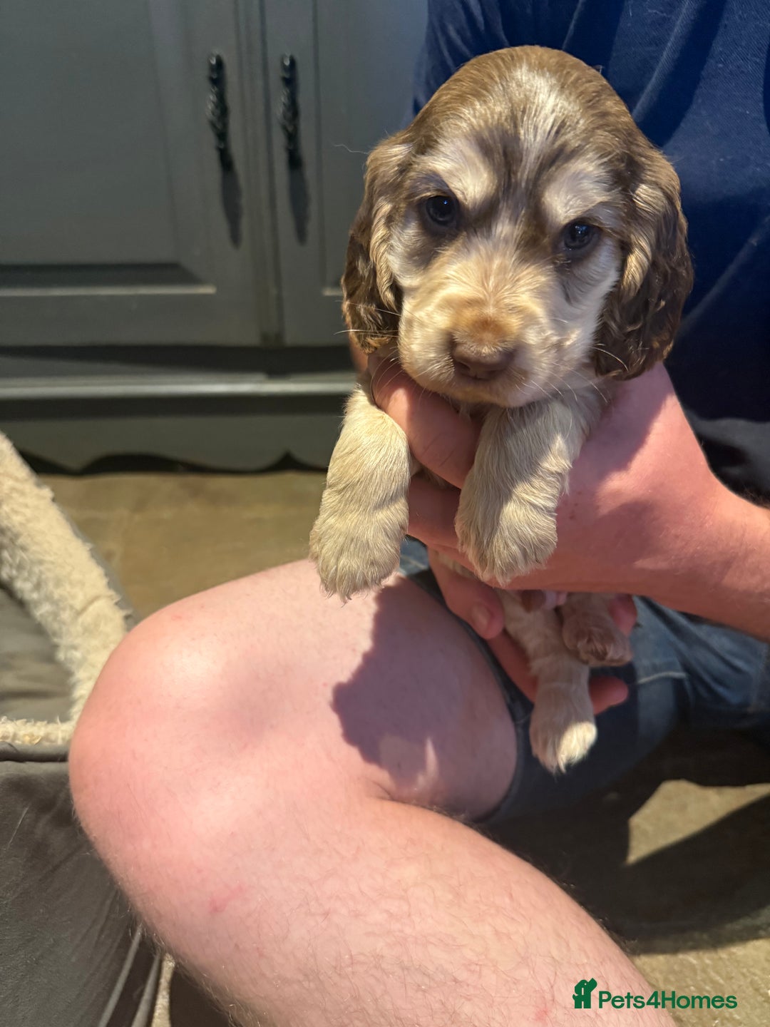 Cocker Spaniel dogs for sale: Wonderful show type cocker spaniels - Image 4