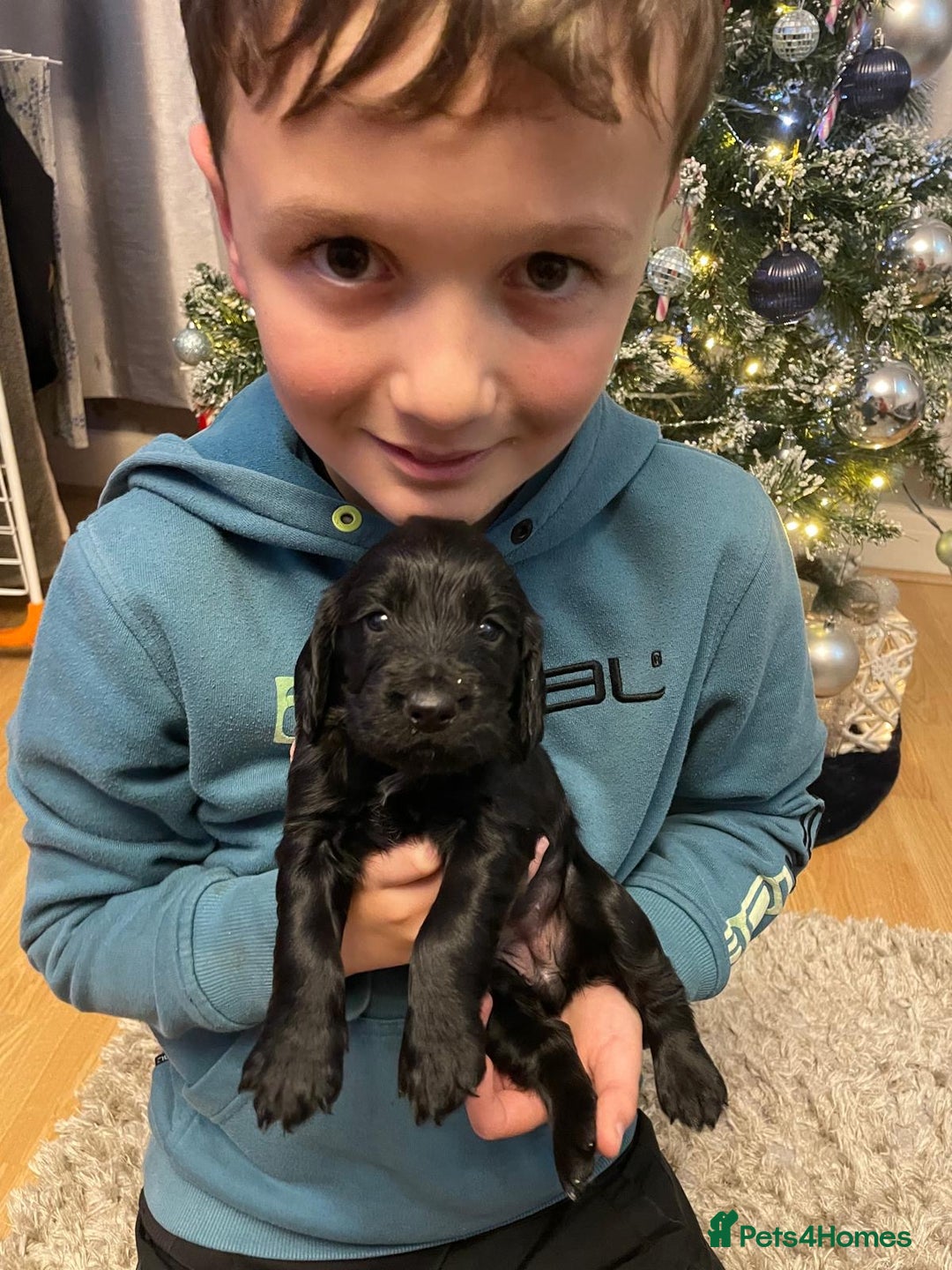 Cocker Spaniel dogs for sale: Cocker Spaniel  - Advert 9