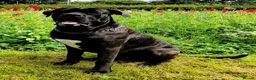 Cane Corso dogs for sale: Cane Corso Puppies - Advert 3