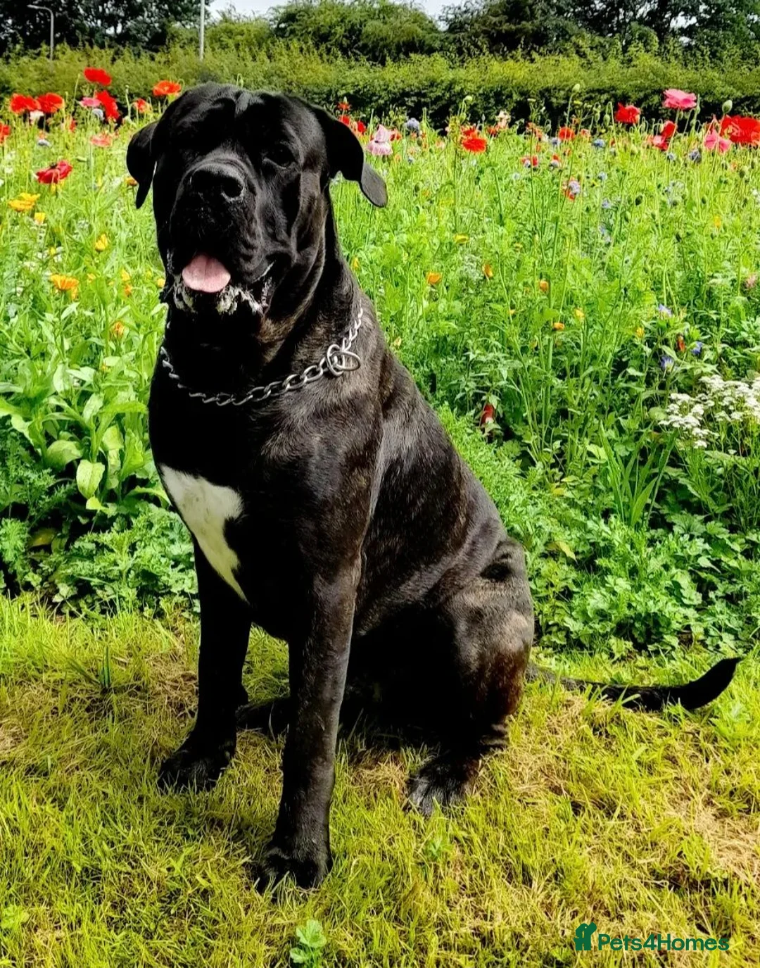 Cane Corso dogs for sale: Cane Corso Puppies - Advert 1