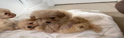 Maltipoo dogs for sale: Korean maltipoo - Advert 6