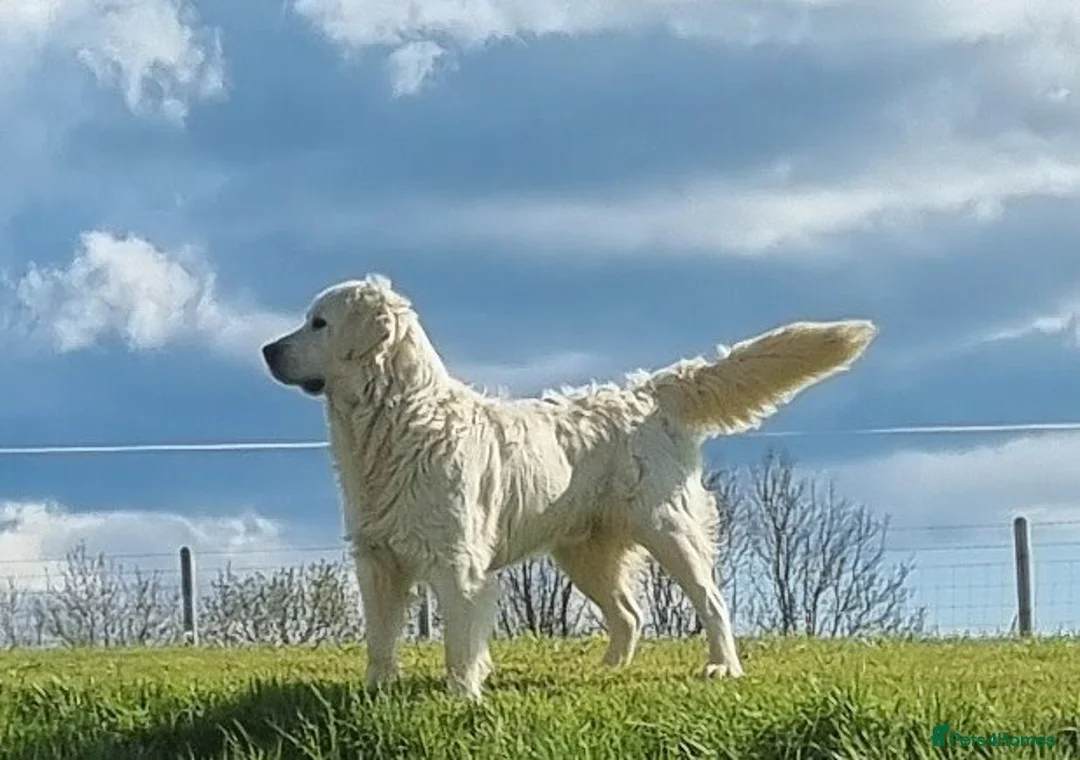 Golden Retriever dogs for sale: KC GOLDEN RETRIEVER PUPPIES HEALTH SCORED PARENTS  - Advert 4