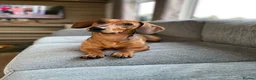 Dachshund dogs for sale: Standard Dachshund For Rehome - Advert 1