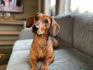 Dachshund dogs Standard Dachshund For Rehome - Advert 13