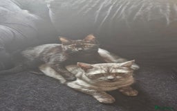 Maine Coon cats for sale: Beautiful cats looking for forever homes - Image 9