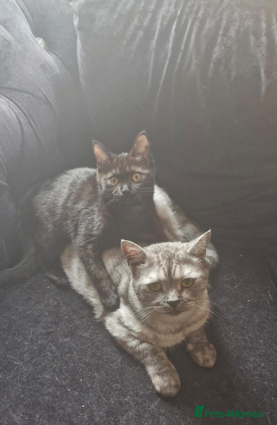 Maine Coon cats for sale: Beautiful cats looking for forever homes - Image 9