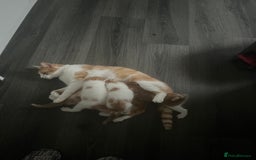 British Shorthair cats for sale: Gorgeous litter of kittens  - Image 7