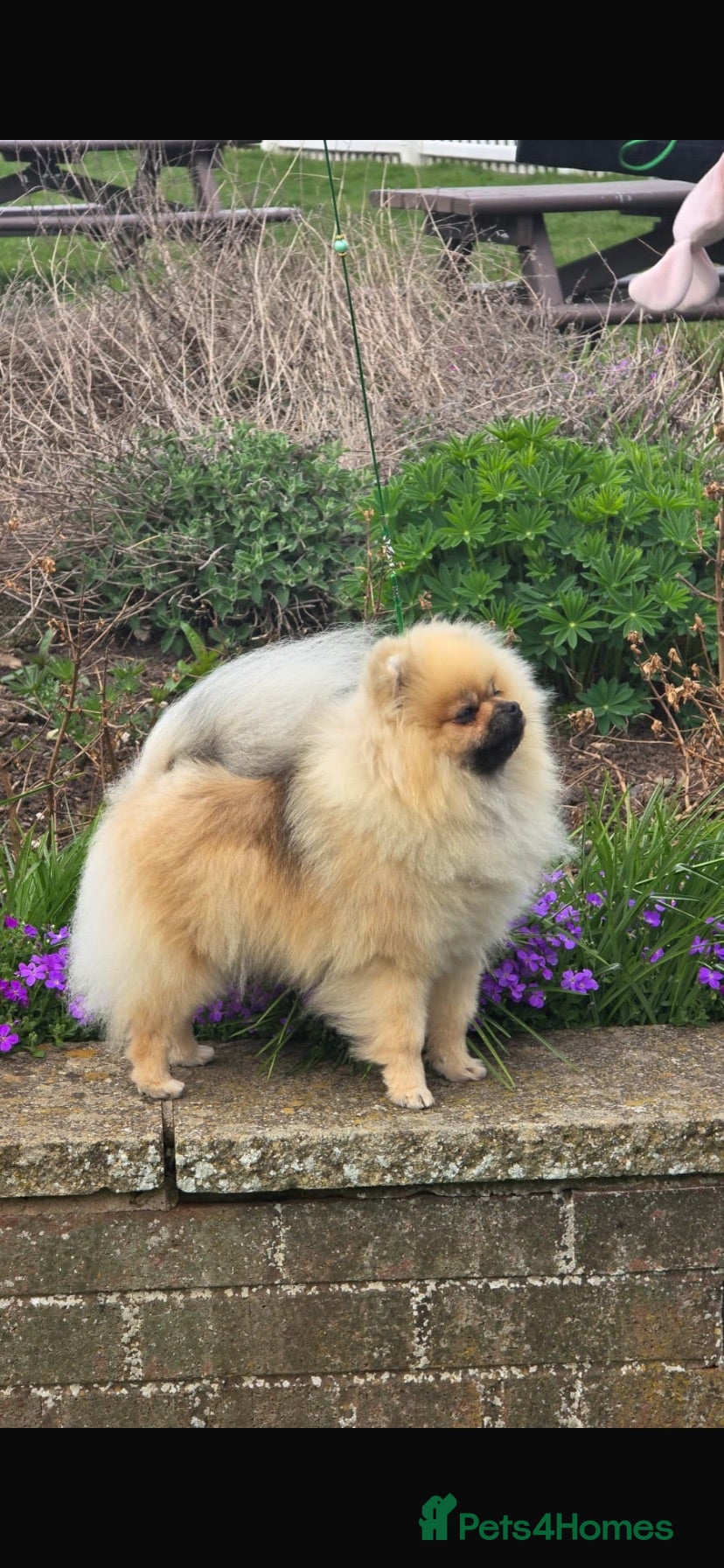 Pomeranian dogs Beautiful Pomeranian boy - Advert 1