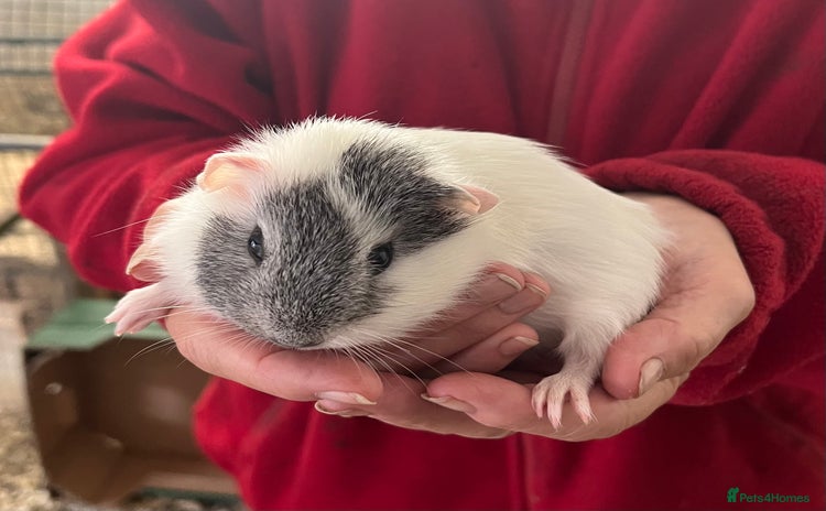 Guinea Pig rodents - Advert 7
