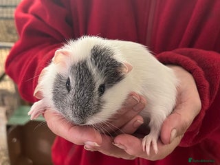 Guinea Pig rodents - Advert 20