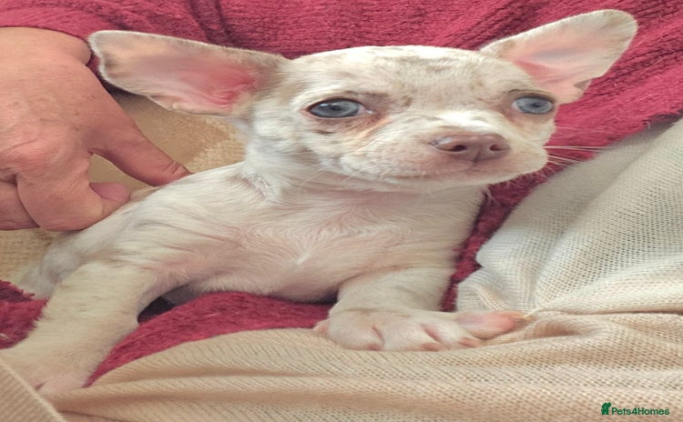 Chihuahua dogs in Huntingdon - Advert 1