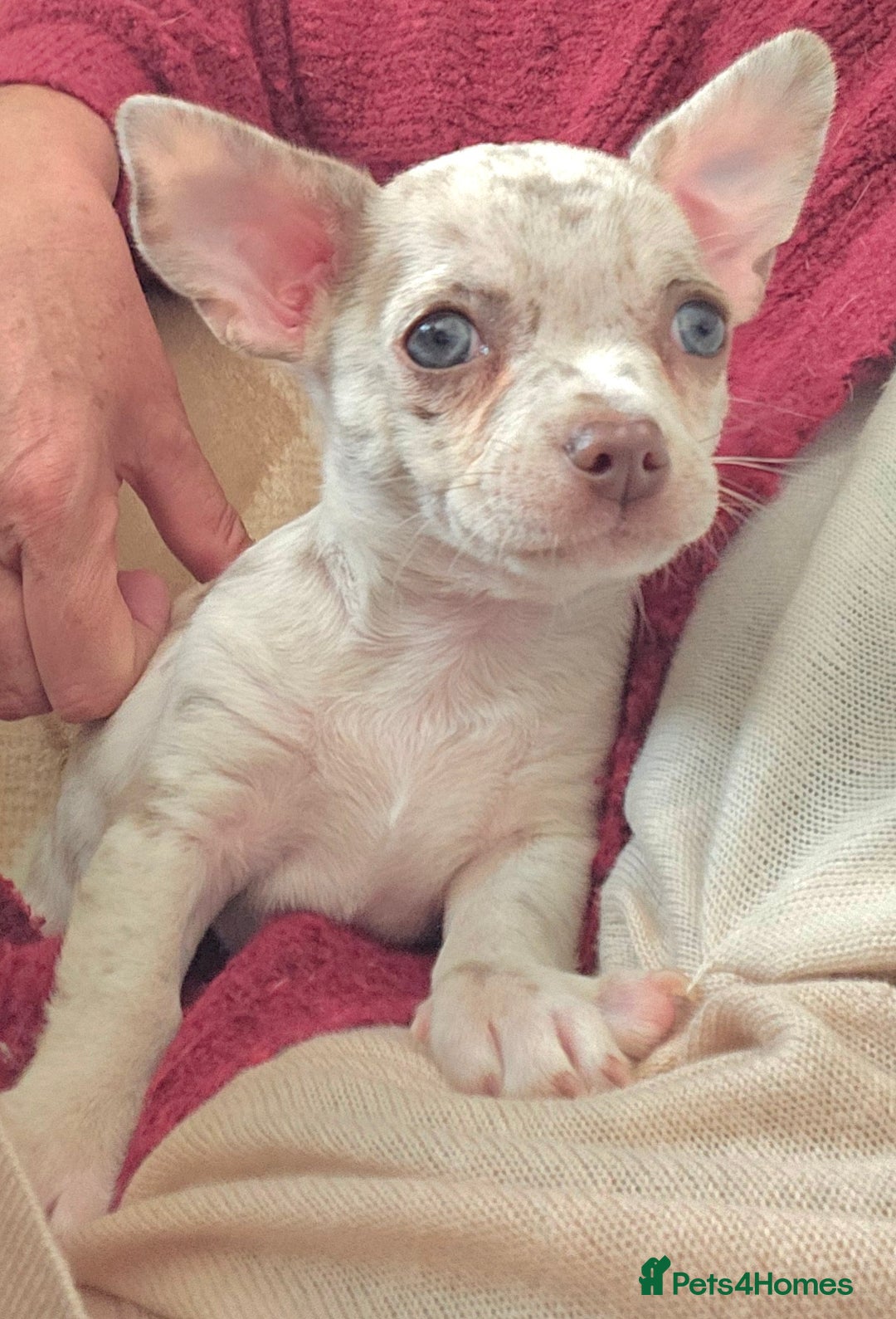 Chihuahua dogs for sale: 2 male Chihuahuas back for sale reduced to 995  in Huntingdon - Image 1