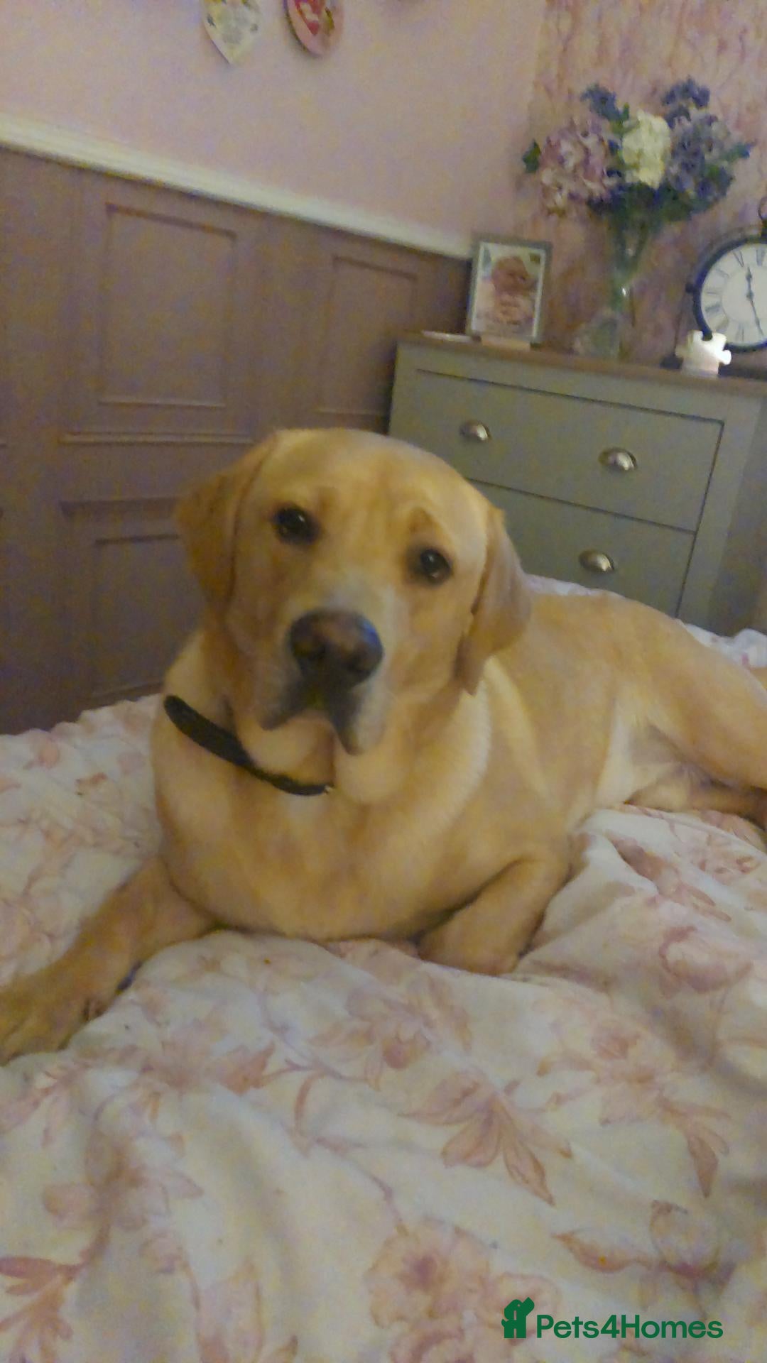 Labrador Retriever dogs Beautiful boy labrador  - Advert 1