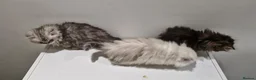 Persian cats for sale: 4 Persian Kittens Doll Face  - Advert 6