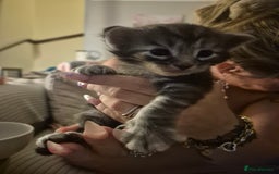Maine Coon cats for sale: Beautiful Maine Coon Floofs - Image 3