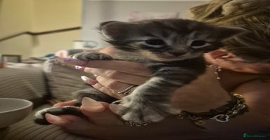 Maine Coon cats - Advert 10