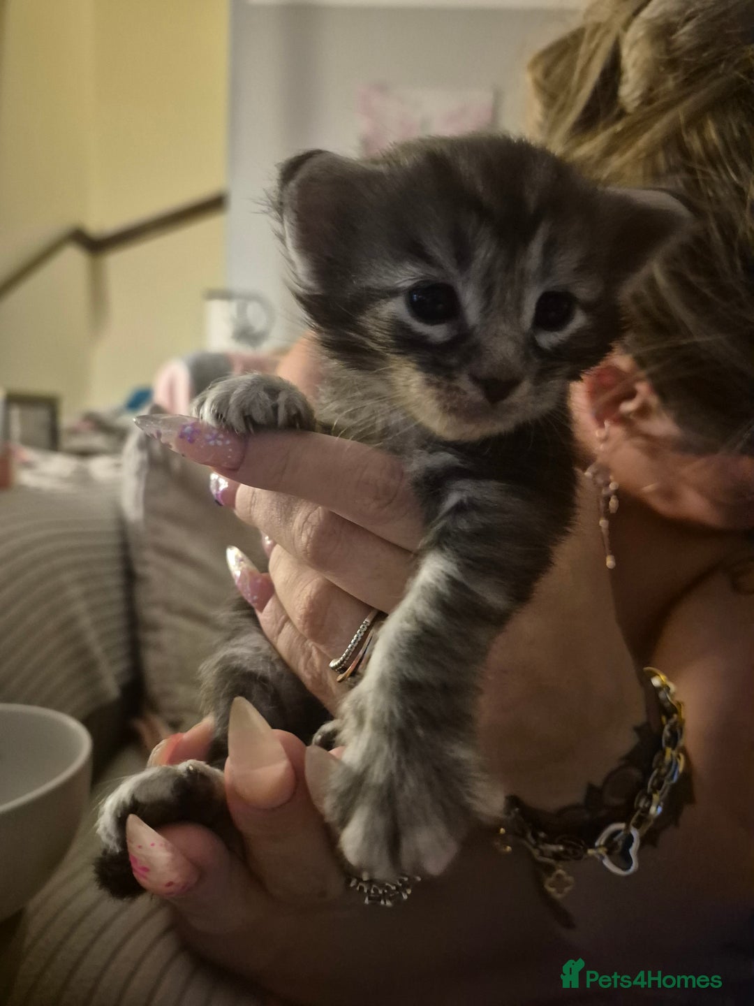 Maine Coon cats for sale: Beautiful Maine Coon Floofs - Image 3