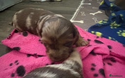 Dachshund dogs for sale: Long haired  - Image 12