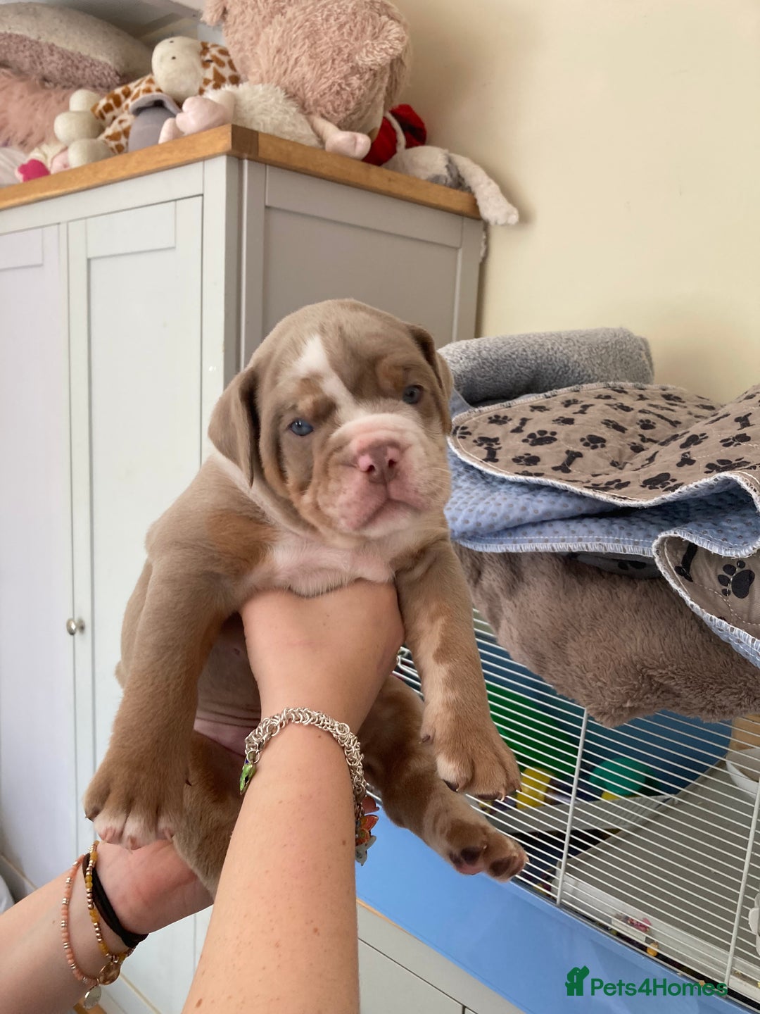 Olde English Bulldogge dogs for sale: Old English bulldog puppies - Image 9