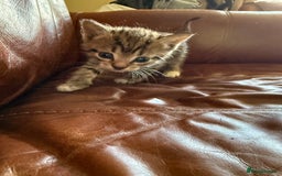 Domestic Shorthair cats for sale: 3 tabby 2 ginger - Image 8